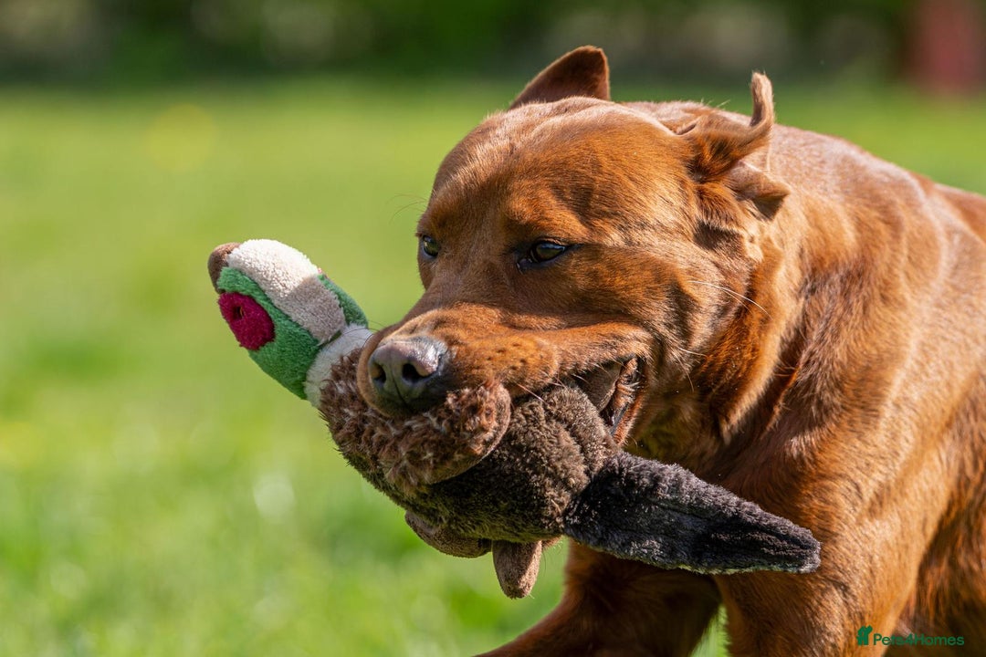 Labrador Retriever dogs for sale: WAITLIST CHAMPION KC BLACK & REDS - 5 STAR LICENSE - Image 14