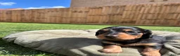 Miniature Dachshund dogs for sale: Ready KC Long-Haired Miniature Dachshund puppies  - Advert 8
