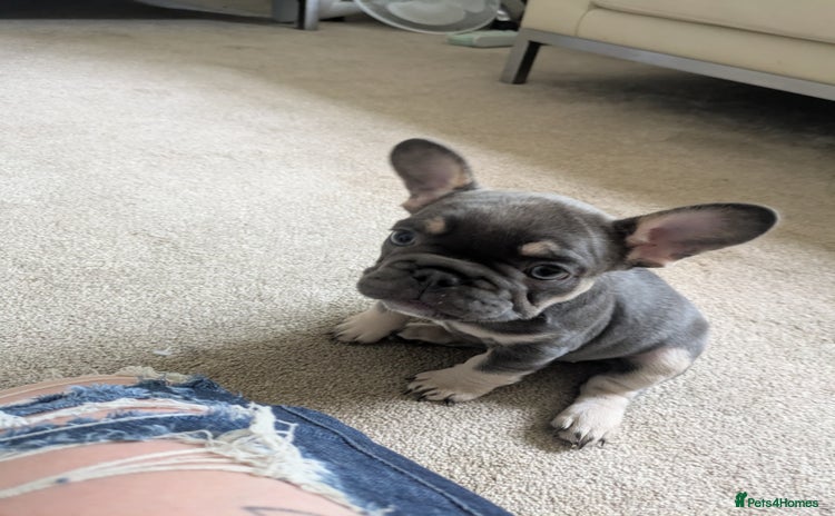 French Bulldog dogs - Advert 15