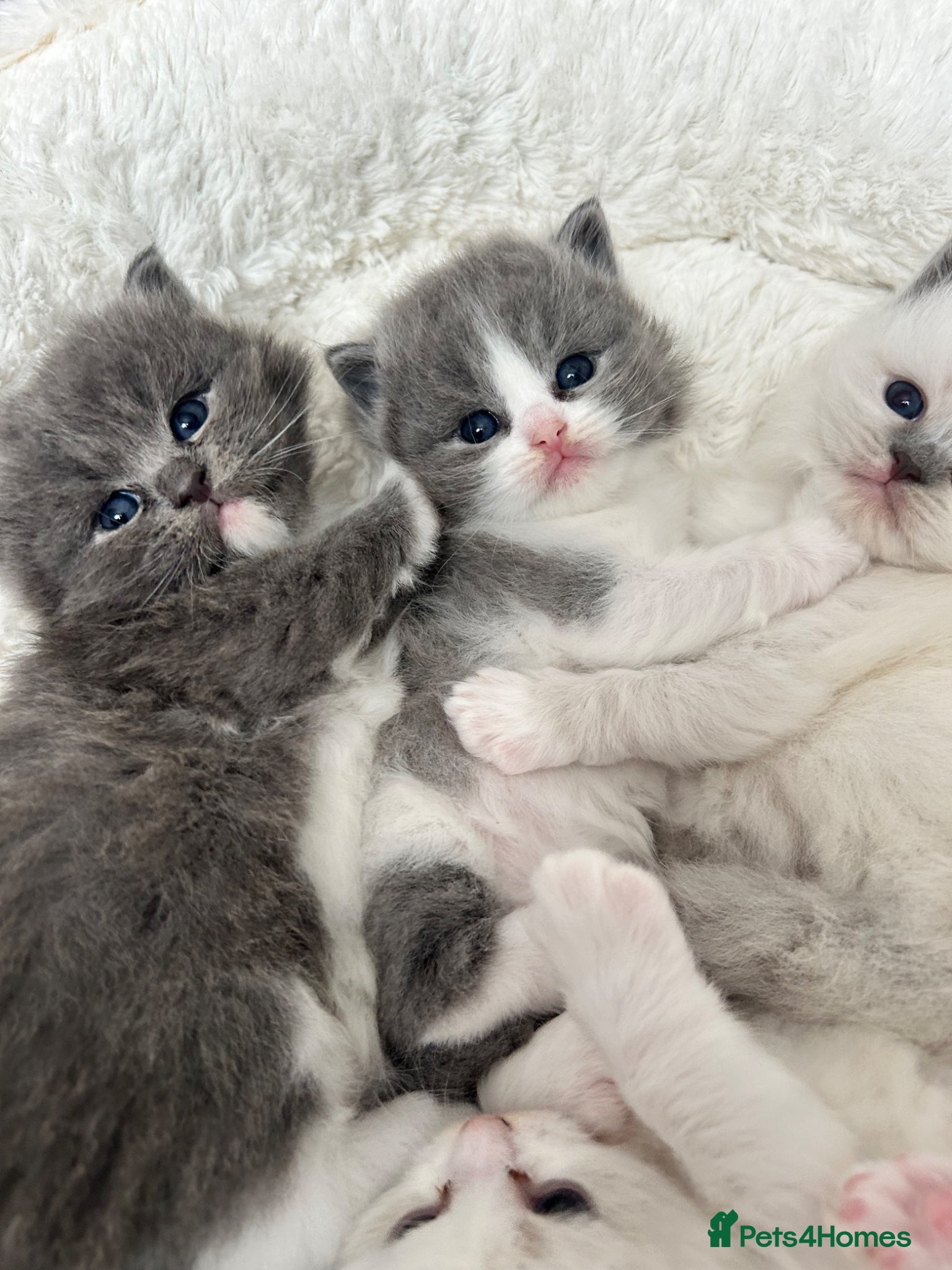 Ragdoll cats Ragdoll kittens  - Advert 1