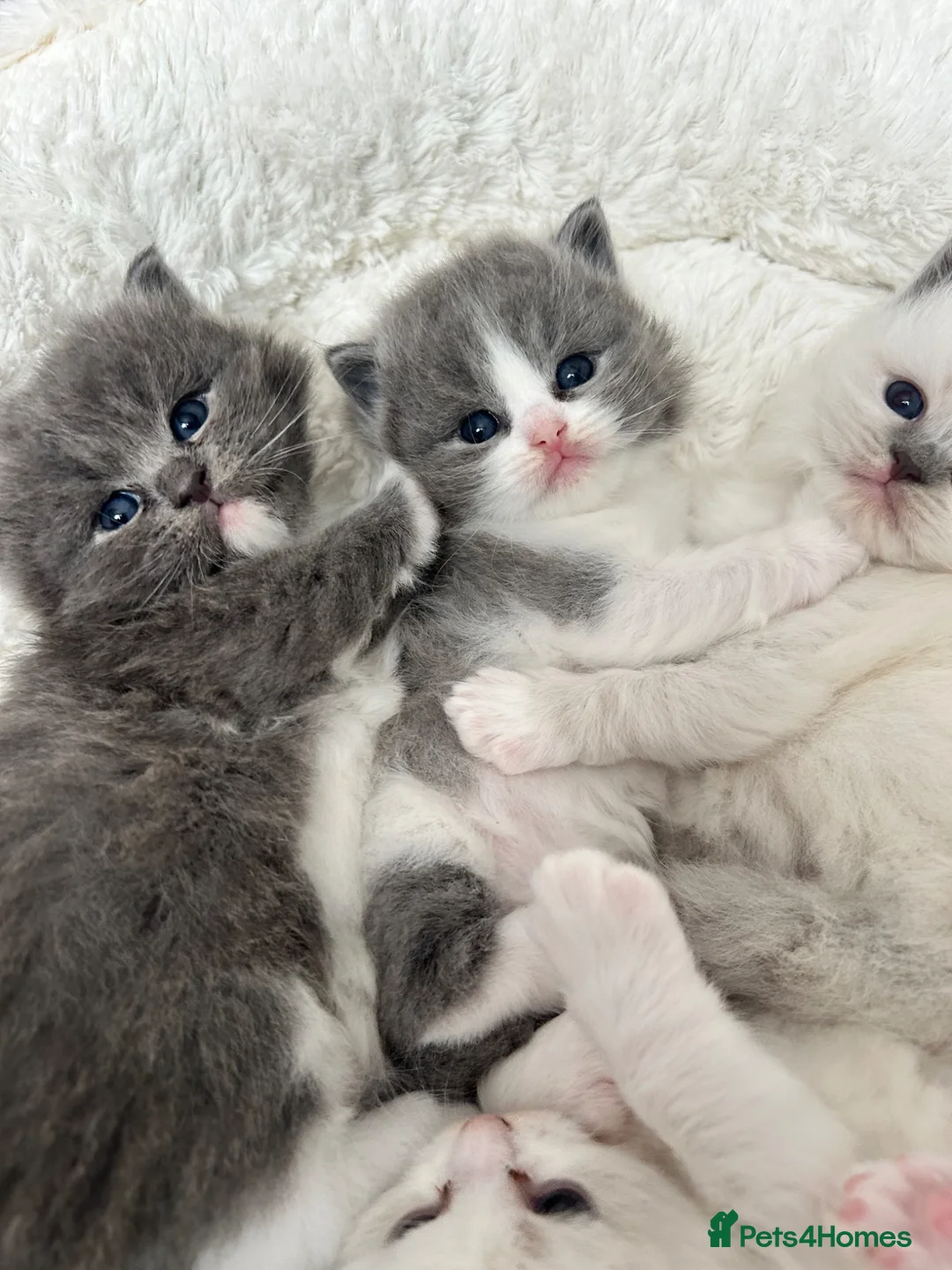 Ragdoll cats for sale: Ragdoll kittens  - Advert 1