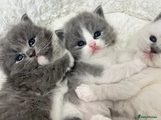 Ragdoll cats Ragdoll kittens - Advert 1