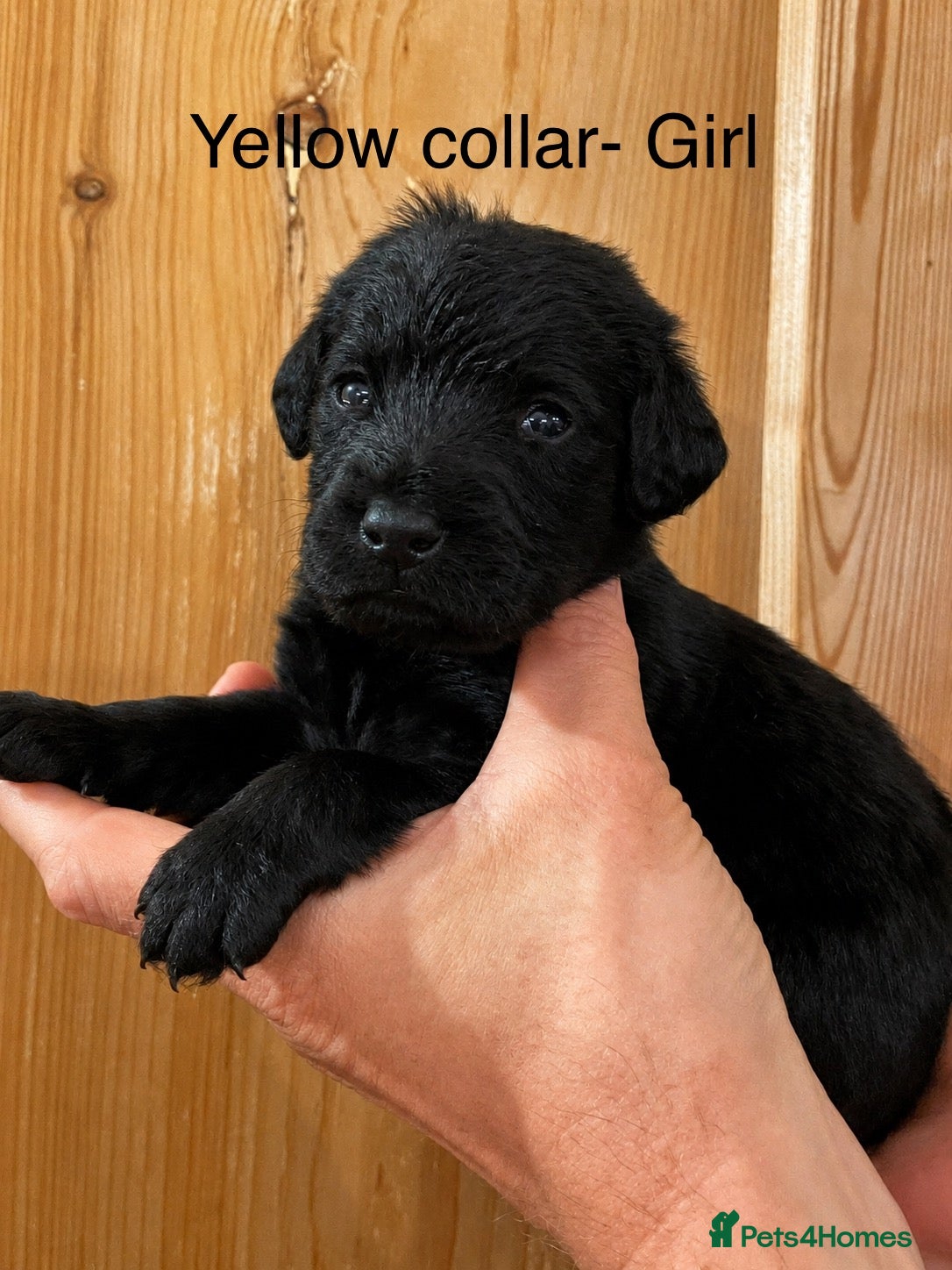 Labradoodle dogs Gorgeous F1b labradoodle puppies for sale - Advert 2