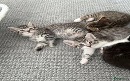 British Shorthair cats for sale: Beautiful half BSH Kittens  - Image 18
