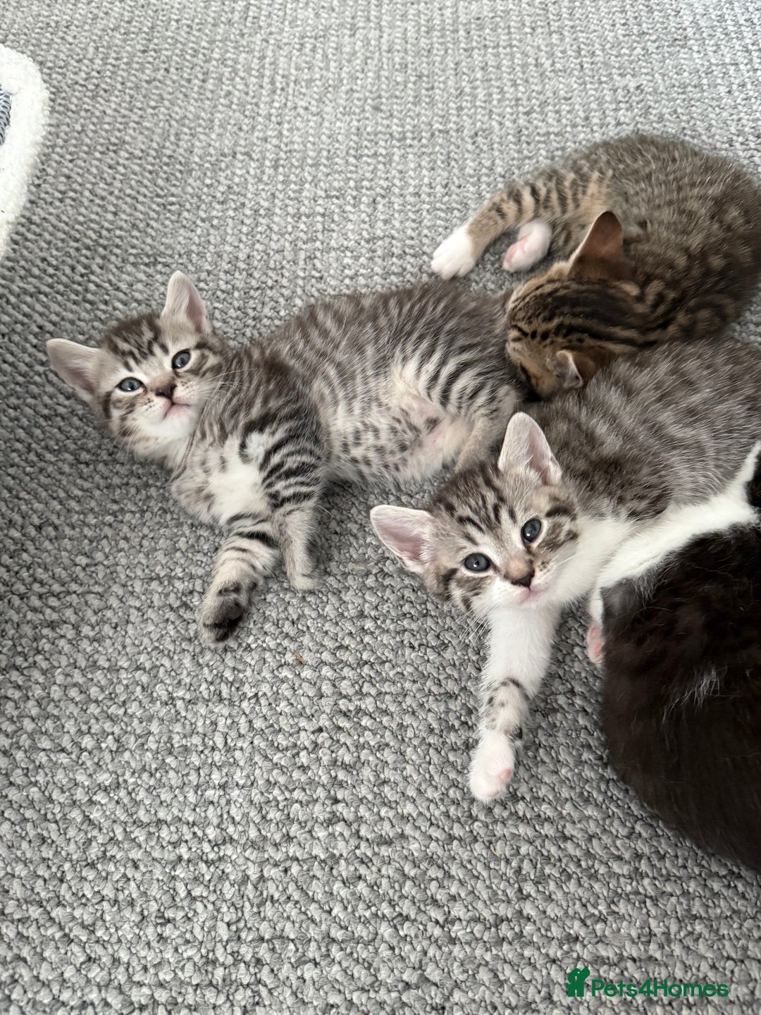 British Shorthair cats for sale: Beautiful half BSH Kittens  - Image 18