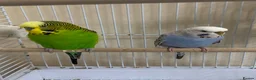 Budgerigars birds for sale: Budgies + cage with accessories and food for sale! in Enfield - Advert 1