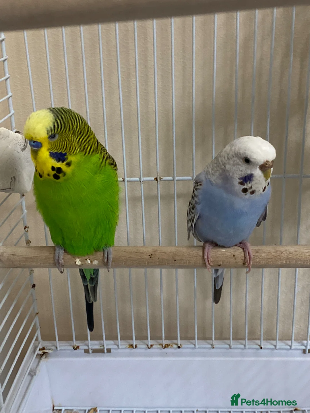 Budgerigars birds for sale: Budgies + cage with accessories and food for sale! in Enfield - Advert 1