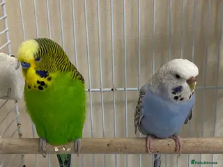 Budgerigars birds Budgies + cage with accessories and food for sale! - Advert 2