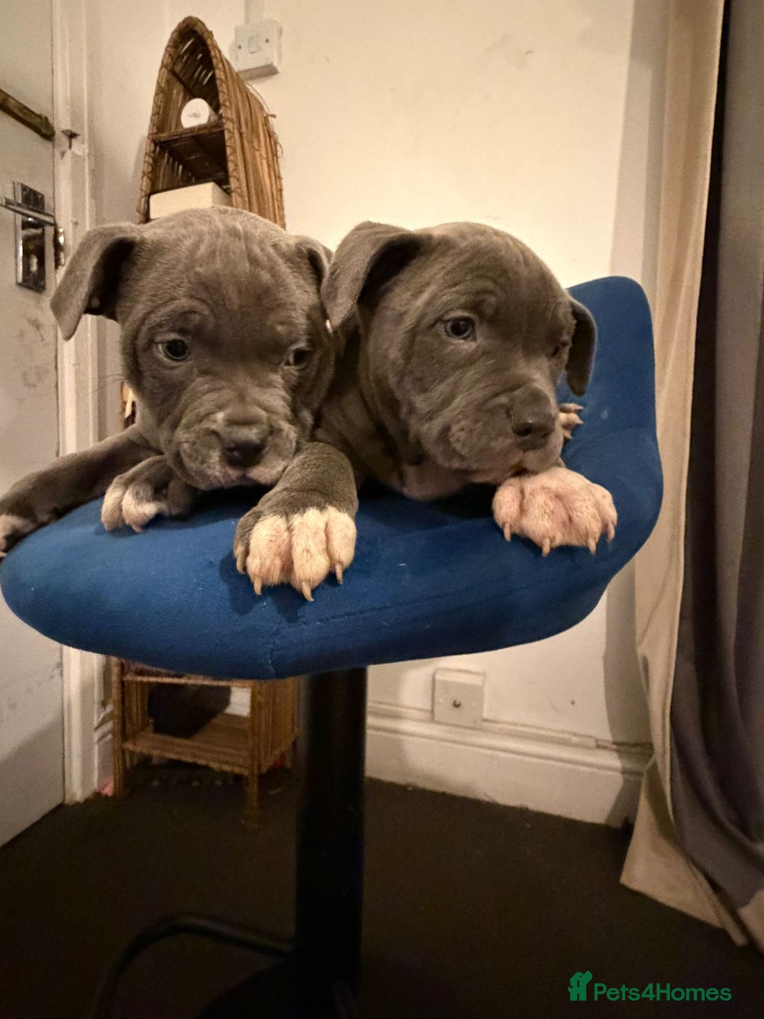 Mixed Breed dogs for sale: 2 Half Staffy & Half American Bulldog Puppies  - Advert 2