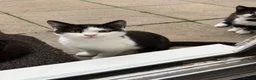 Mixed Breed cats for sale: 6 month old kittens for adoption  - Advert 4