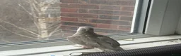 Mixed Breed birds for sale: Baby Cocatiel birds and budgies - Advert 6