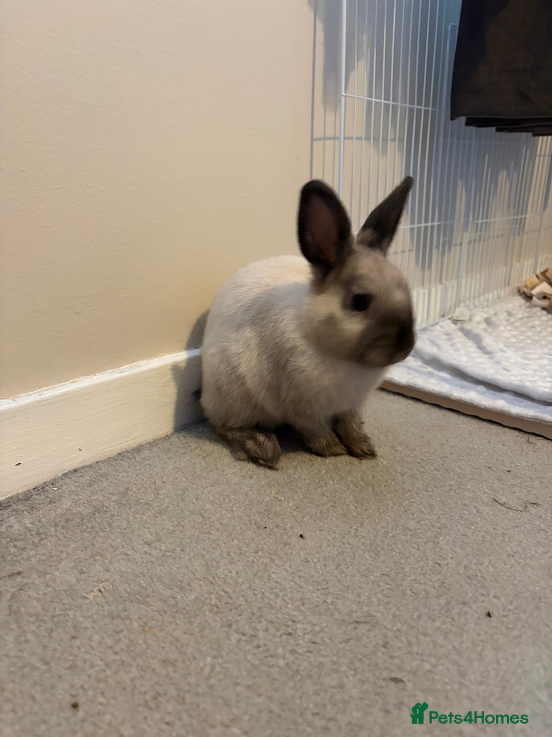 Mixed Breed rabbits for sale: Rehoming rabbit - Advert 2