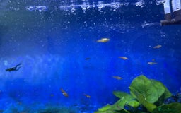 Platies fish for sale: Beautiful healthy baby Platy / Platies - Image 6