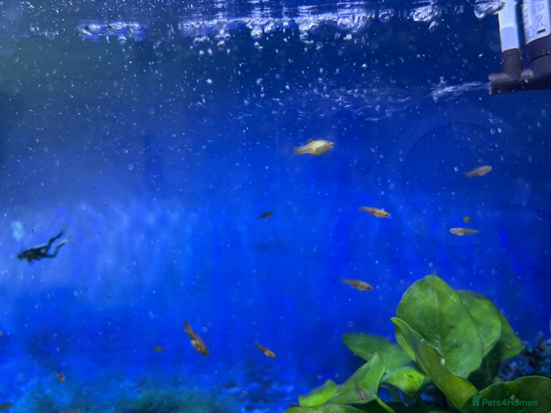 Platies fish for sale: Beautiful healthy baby Platy / Platies - Image 6
