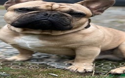 French Bulldog dogs for sale: French Bulldog puppies - Image 4