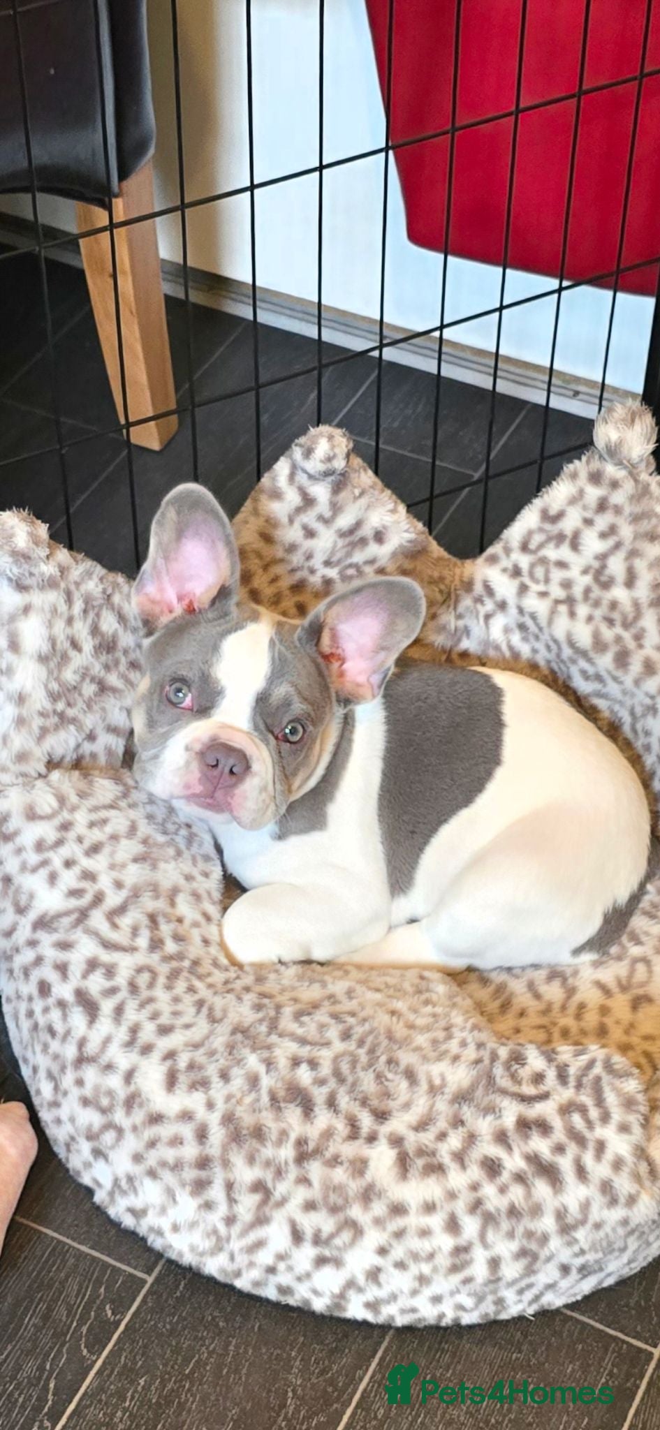 French Bulldog dogs Pebbles 14 weeks and amazing x - Advert 1