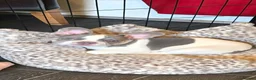 French Bulldog dogs for sale: Pebbles 14 weeks and amazing x - Advert 1