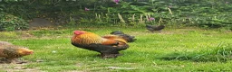 Chickens poultry for sale: Gold partridge Brahma bantam cockeral - Advert 2