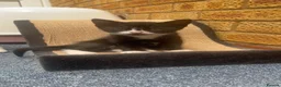 Mixed Breed cats for sale: Kittens for sale in Edgware - Advert 6