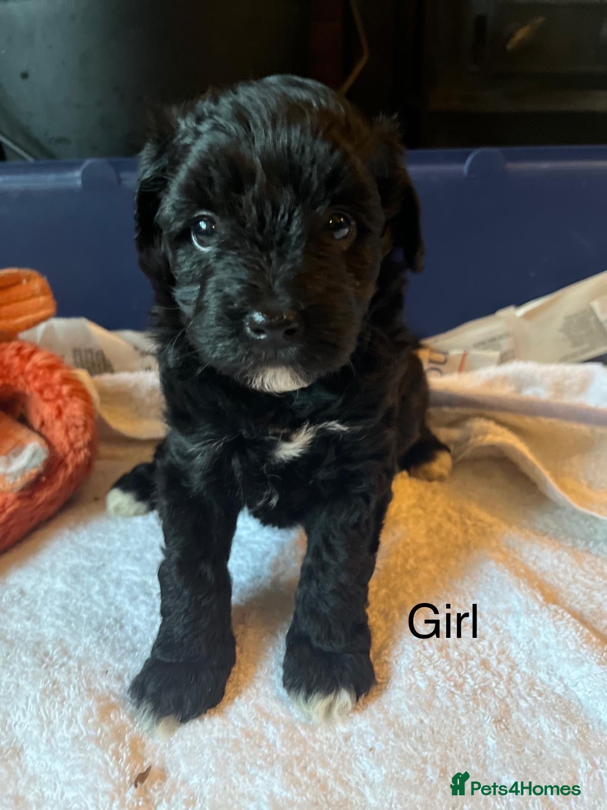 Schnoodle dogs GORGEOUS SCHNOODLES  - Advert 7