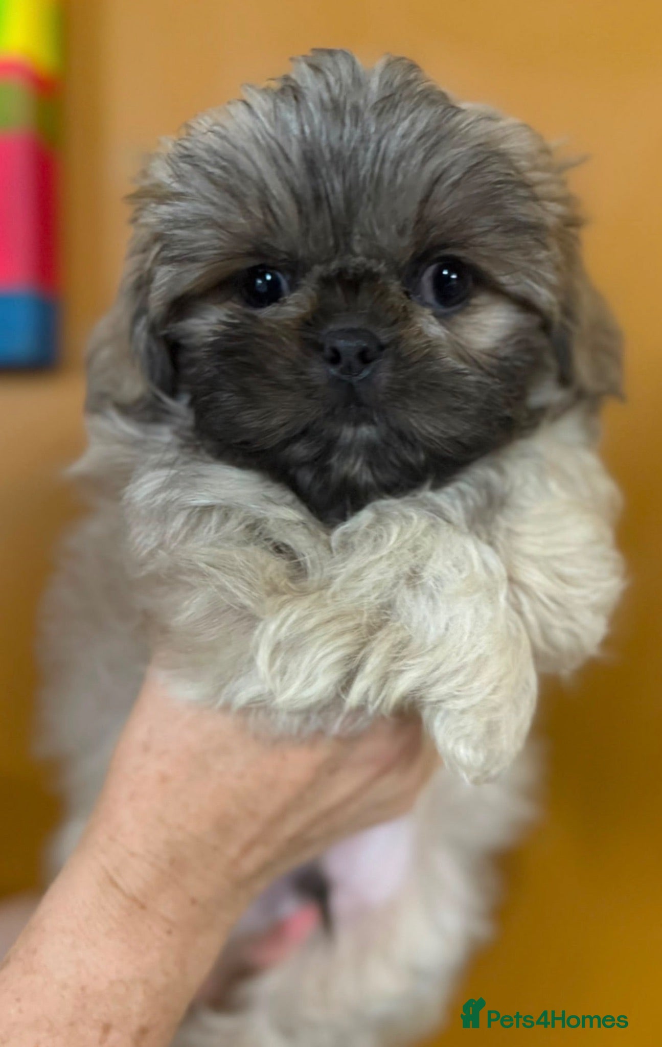 Shih Tzu dogs 💜🩷💙Stunning KC Shih Tzu Puppies💜🩵🩷 - Advert 1