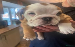 English Bulldog dogs for sale: English bulldog puppies - Image 1