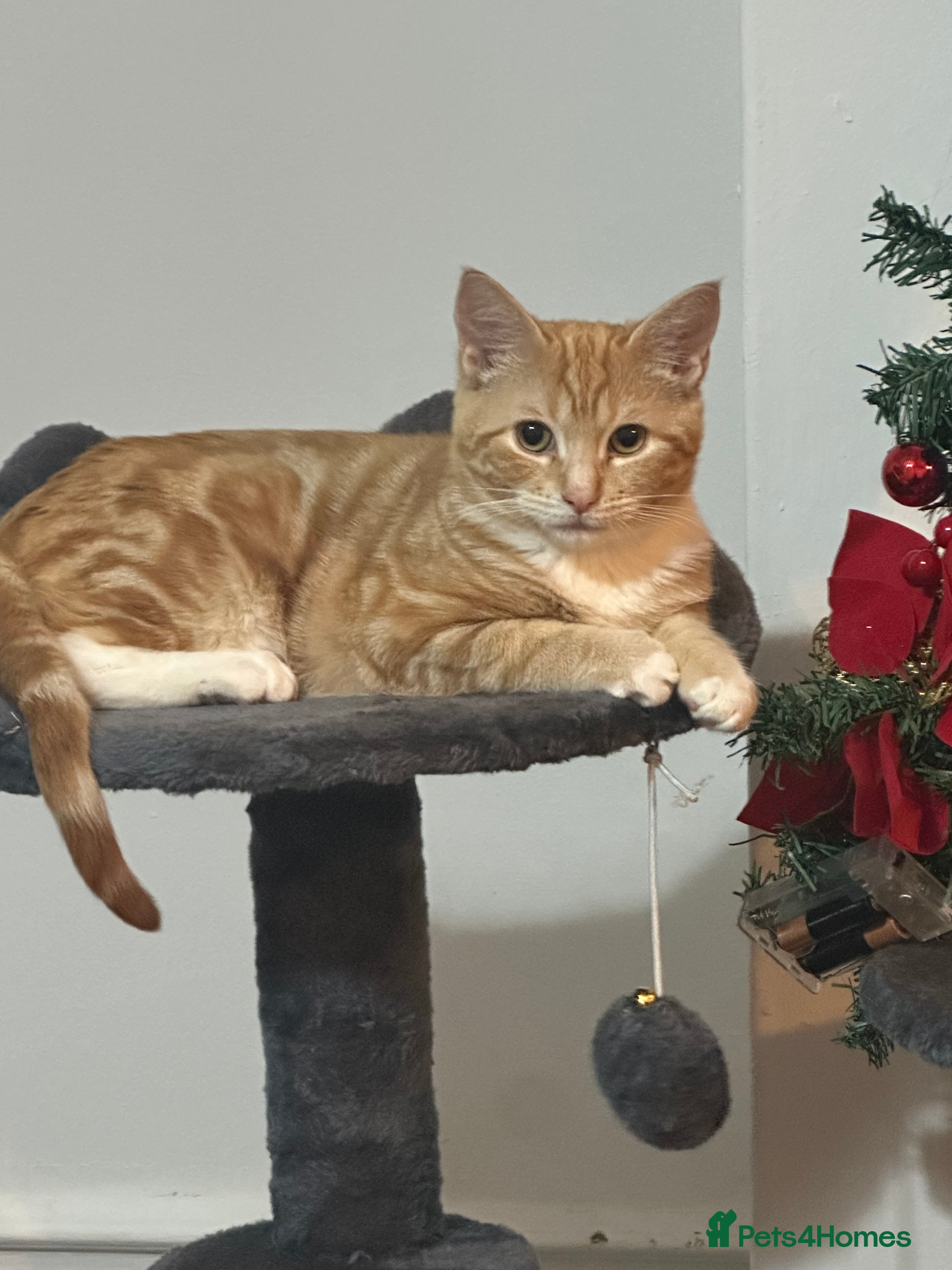 Bengal cats Male  bengal cross ragdoll - Advert 2