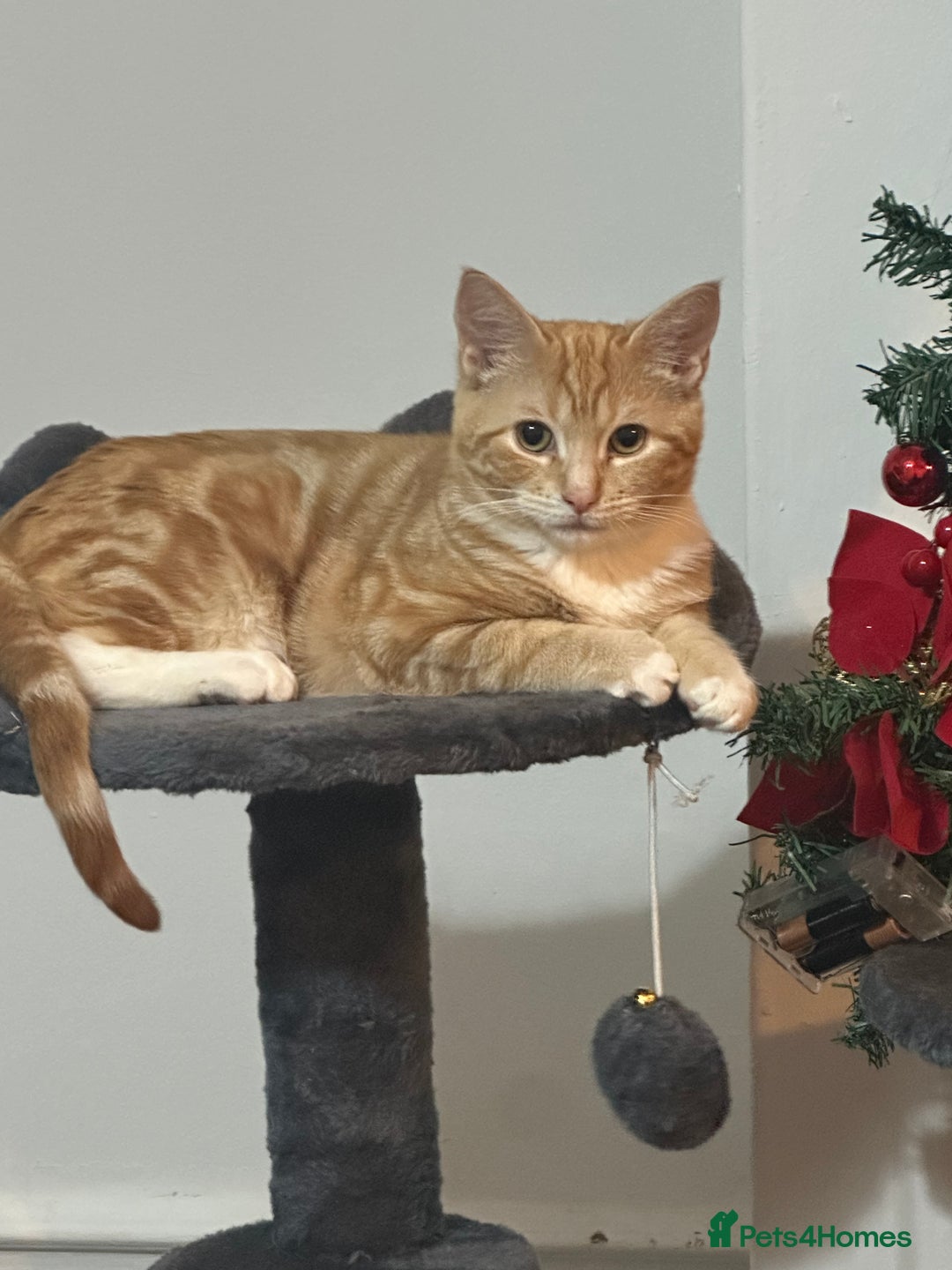 Bengal cats for sale: Male  bengal cross ragdoll - Advert 1