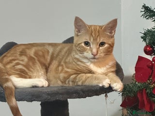 Bengal cats Male bengal cross ragdoll - Advert 1