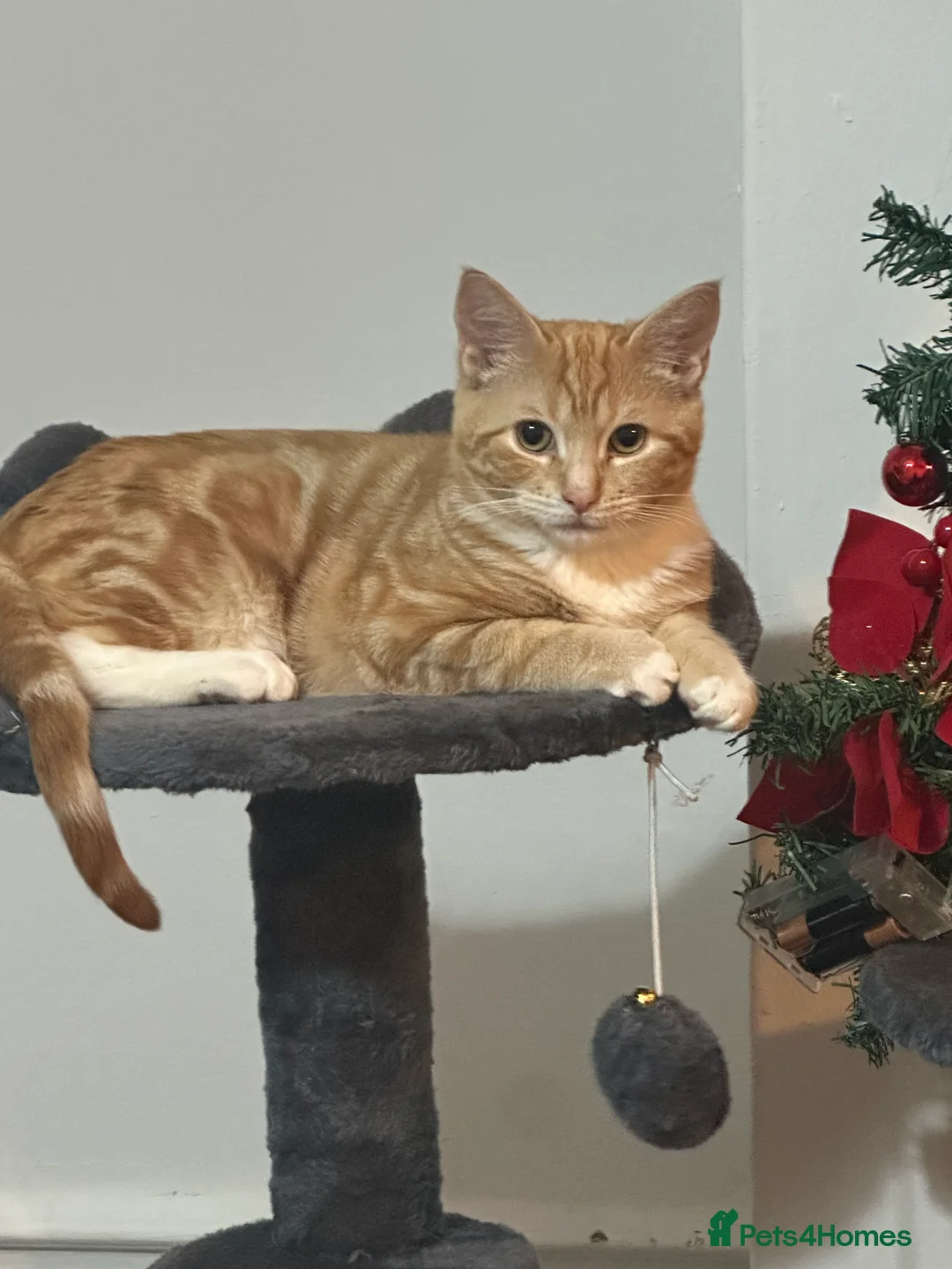 Bengal cats for sale: Male  bengal cross ragdoll - Advert 1