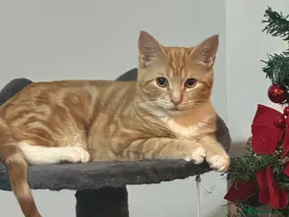 Bengal cats Male bengal cross ragdoll - Advert 2