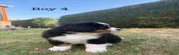 Bernese Mountain Dog dogs for sale: BEAUTIFUL BERNESE MOUNTAIN DOG PUPPIES-4 BOYS !!! - Advert 35