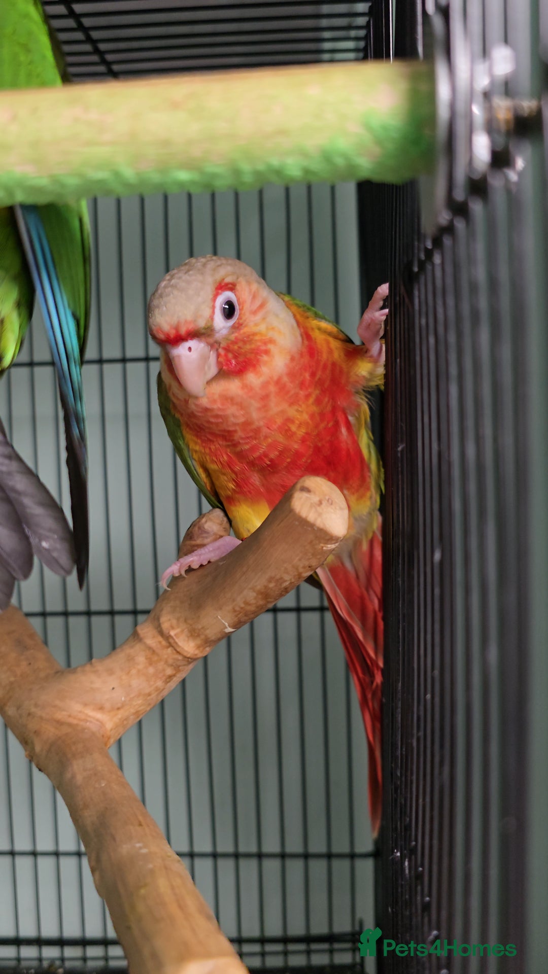 Ringnecks birds for sale: Lovely Handreared Ringnecks, Alexandrines, Conures - Image 8
