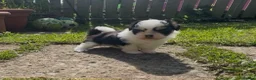 Lhasa Apso dogs for sale: Female Lhasa Apso Puppy  - Advert 1