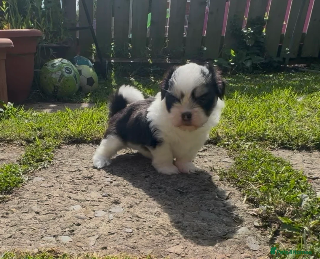 Lhasa Apso dogs for sale: Female Lhasa Apso Puppy  - Advert 1