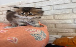 Scottish Fold cats for sale: Scottish fold pedigree kittens - Image 19