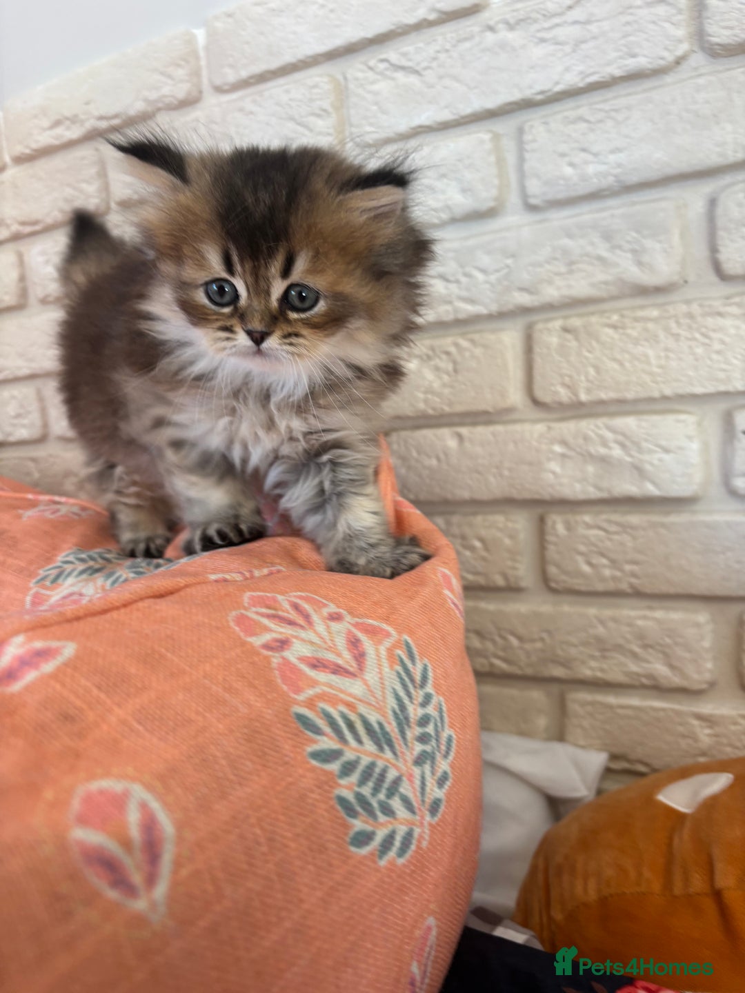 Scottish Fold cats for sale: Scottish fold pedigree kittens - Image 19