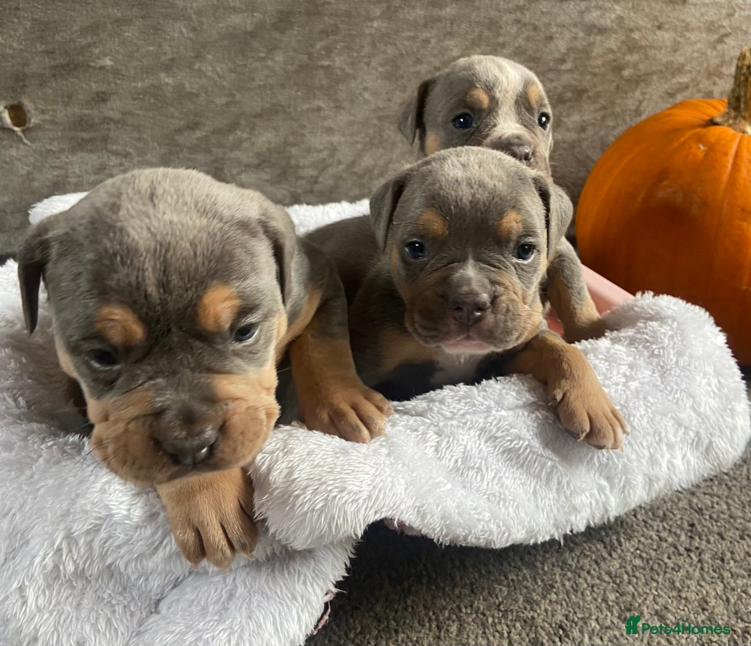 Dorset Olde Tyme Bulldogge dogs for sale: N.E.B.B.R fluffy carriers olde tyme bulldogs - Image 3