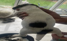 English Springer Spaniel dogs for sale: Beautiful Springer Spaniel working line - Advert 22