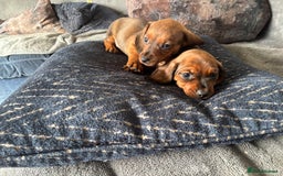 Miniature Dachshund dogs for sale: Stunning Brindle Dachshunds  - Image 7