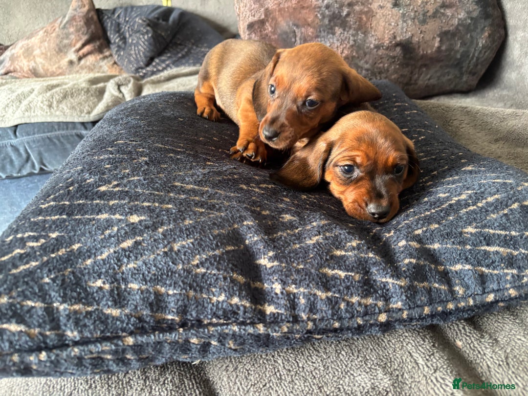 Miniature Dachshund dogs for sale: Stunning Brindle Dachshunds  - Image 7