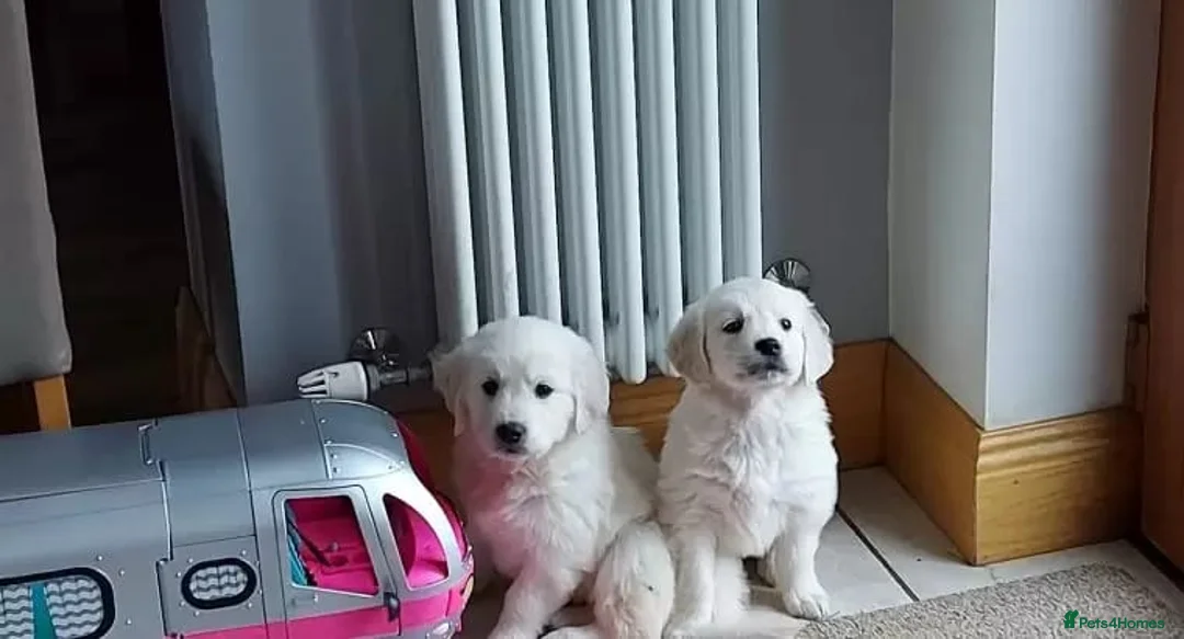 Golden Retriever dogs for sale: Golden retriever puppies top quality - Advert 2