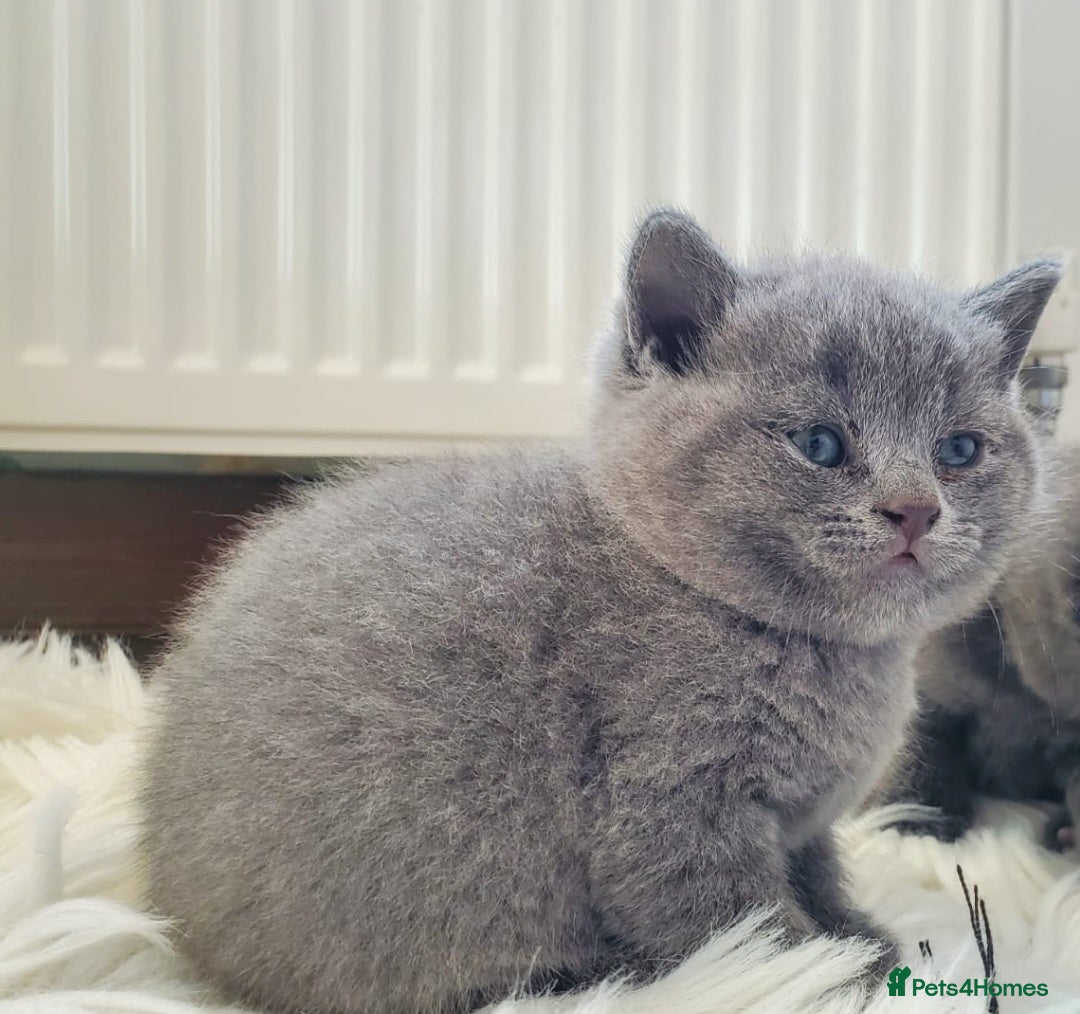 British Shorthair cats for sale: British shorthair kittens😻 - Image 3
