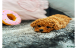 Cavapoo dogs for sale: F1B cavapoo girl  - Image 9