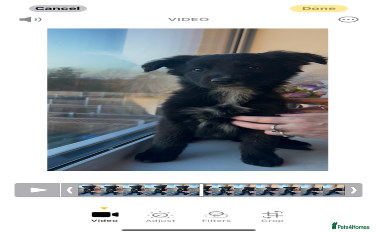 Mixed Breed dogs - Advert 14