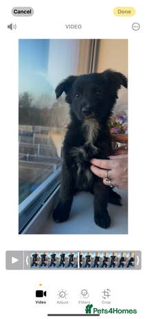 Mixed Breed dogs - Advert 1