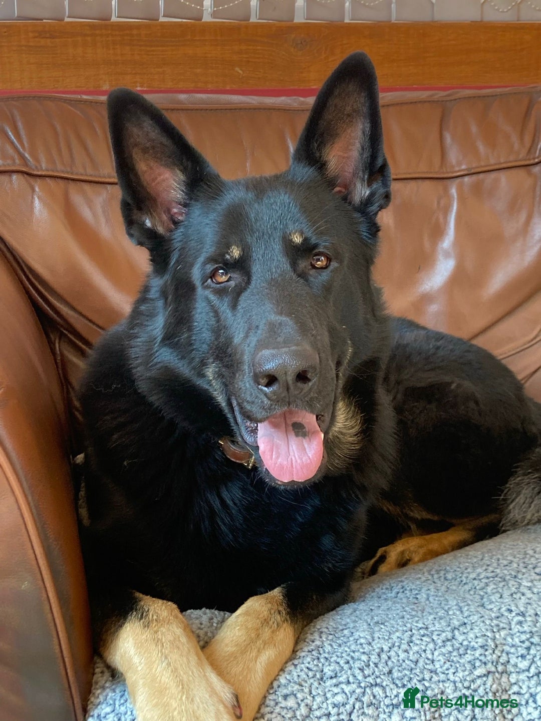 German Shepherd dogs for sale: Farm Bred German Shepard Puppies For Sale - Advert 2