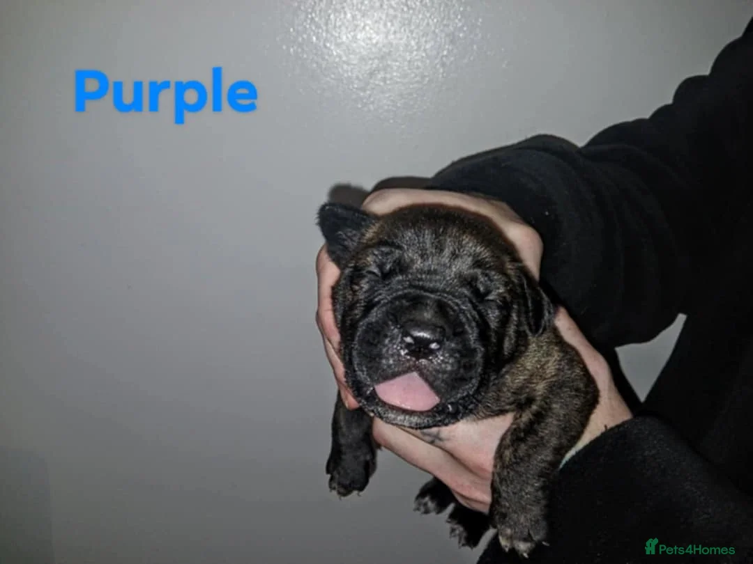 Mixed Breed dogs for sale: CANE CORSO X PRESA CANARIO PUPS £750 - Advert 8