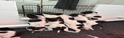 Pointer dogs for sale: English Pointer Puppies available 8th January  - Advert 11