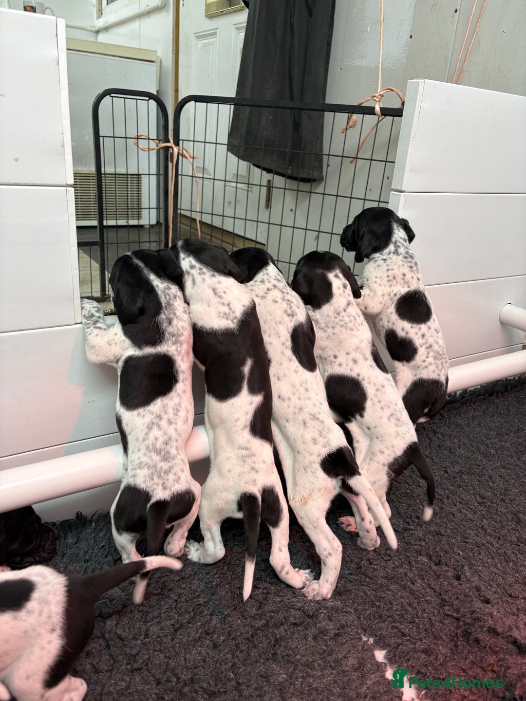 Pointer dogs for sale: English Pointer Puppies available 8th January  - Advert 11